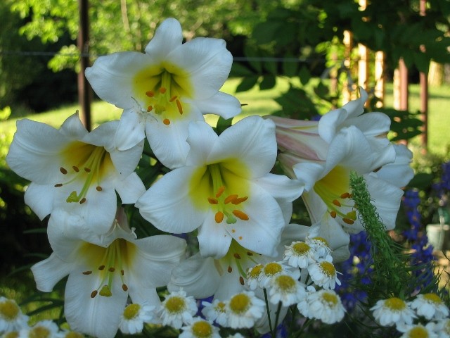 Lilium 